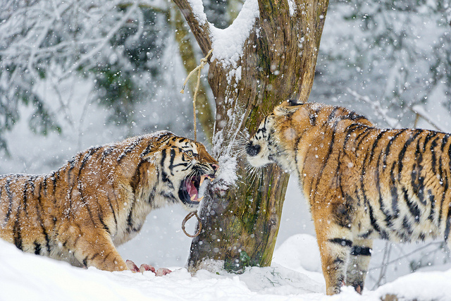 Arguing Tigers